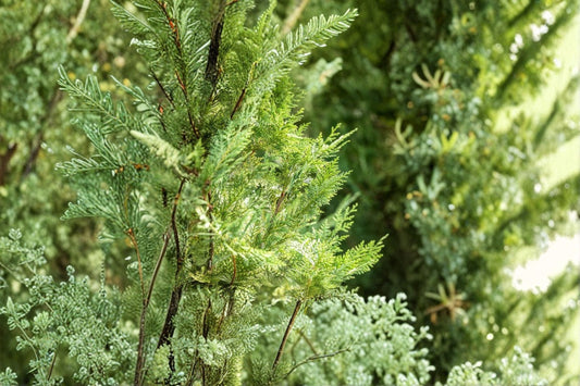 Murray Leyland Cypress Tree, Evergreen Hedge Plant, Cupressocyparis leylandii ‘Murrayii’ for Privacy and Landscaping