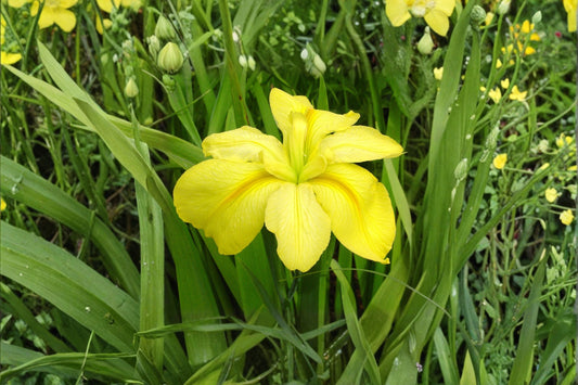 Louisiana Yellow Iris Live Plant – Bare Root Pond Iris – Bright Yellow Blooms – Water Garden Aquatic Plant – Iris pseudacorus