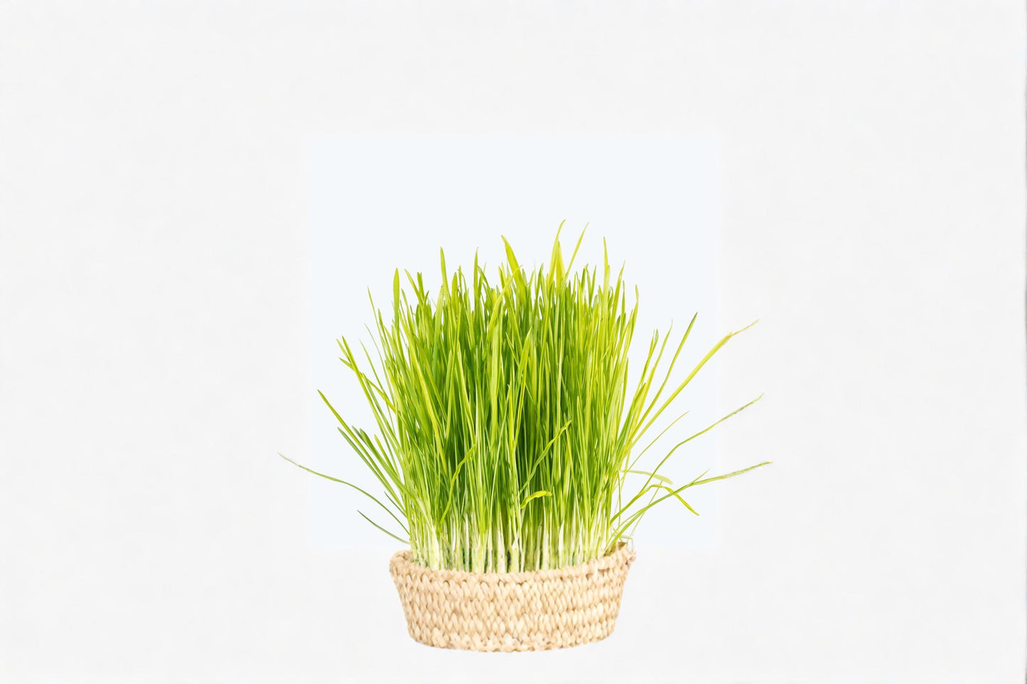 Cat Grass Plant – Dactylis glomerata Orchard Grass for Cats – Natural Feline Treat & Digestion Support