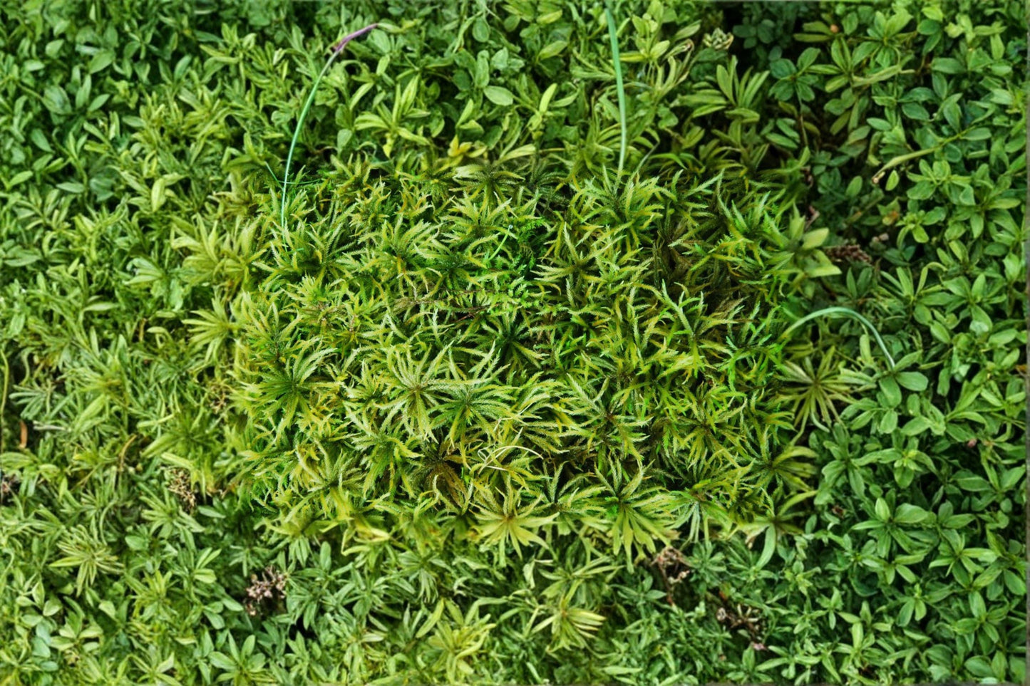 Entodon Moss Plant – Live Aquarium or Terrarium Greenery – Entodon seductrix Natural Green Foliage