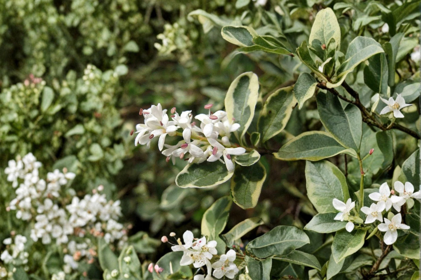 Variegated Chinese Privet Live Shrub – Fragrant Privacy Hedge Plant – Ligustrum sinense variegatum