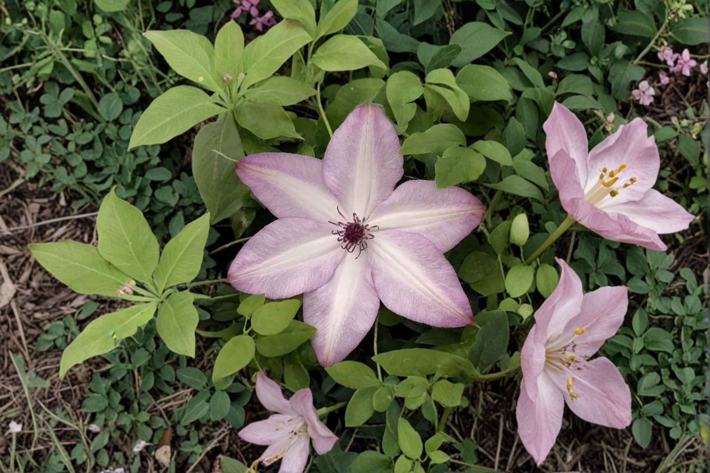 Utopia Clematis Live Plant – Repeat Flowering Climbing Vine with Colorful Blooms, Lush Foliage, Garden Trellis Cover, Clematis hybrid