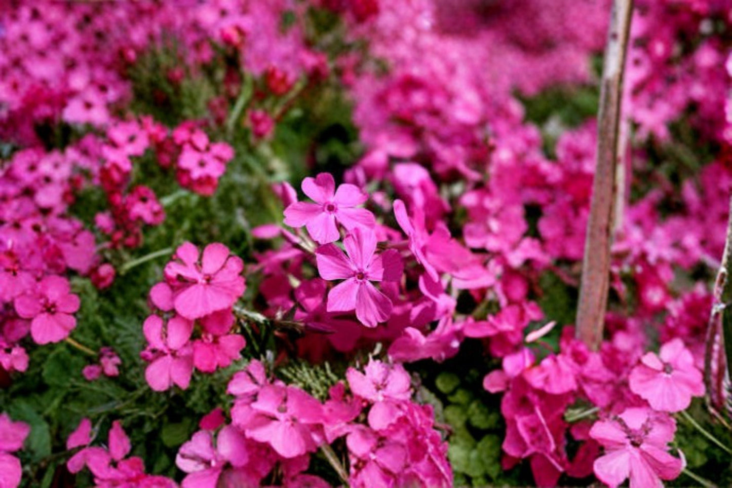 Creeping Phlox Goldiphlox Cherry 2 Plants - Phlox subulata Ground Cover, Bright Red Flowers, Low-Growing Perennial for Garden, Rock Garden