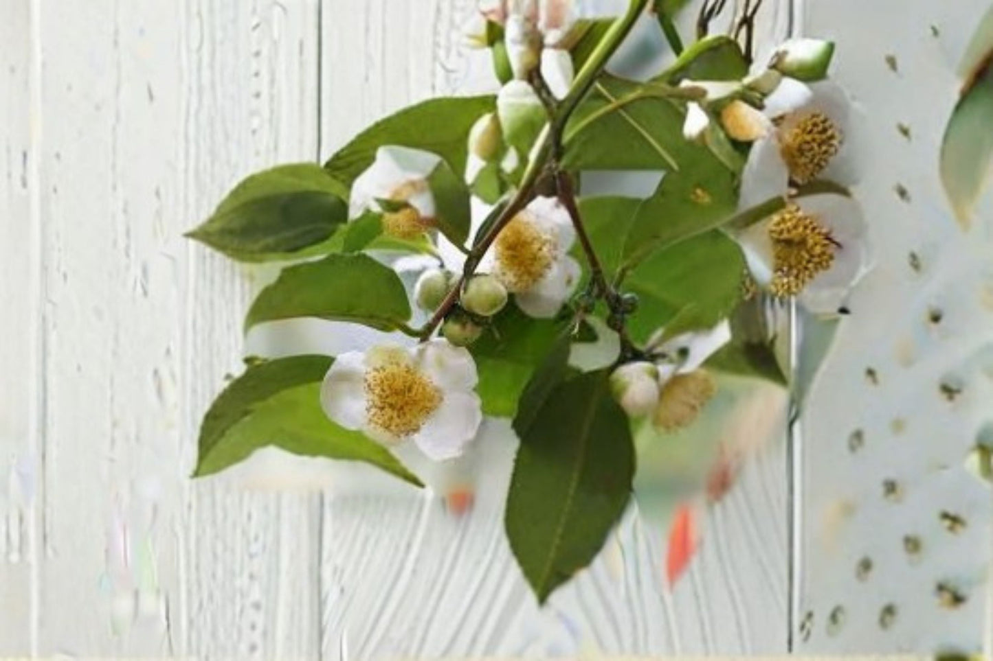 Camellia Tea Plant Live Starter Shrub Large Leaf Sinensis Assamica for Tea Making, Garden, Container Plant