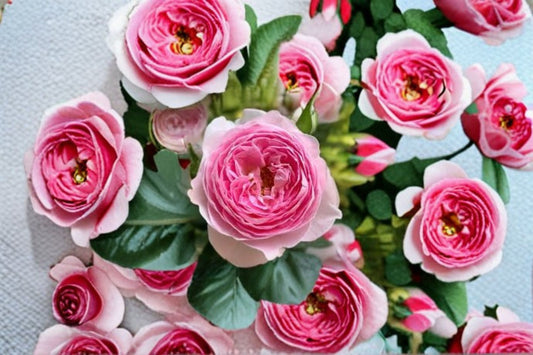 Mon Coeur Rose Live Plant – Pink Fragrant Garden Rose – Own Root Strong Blooming Shrub Rosa 'Mon Coeur'