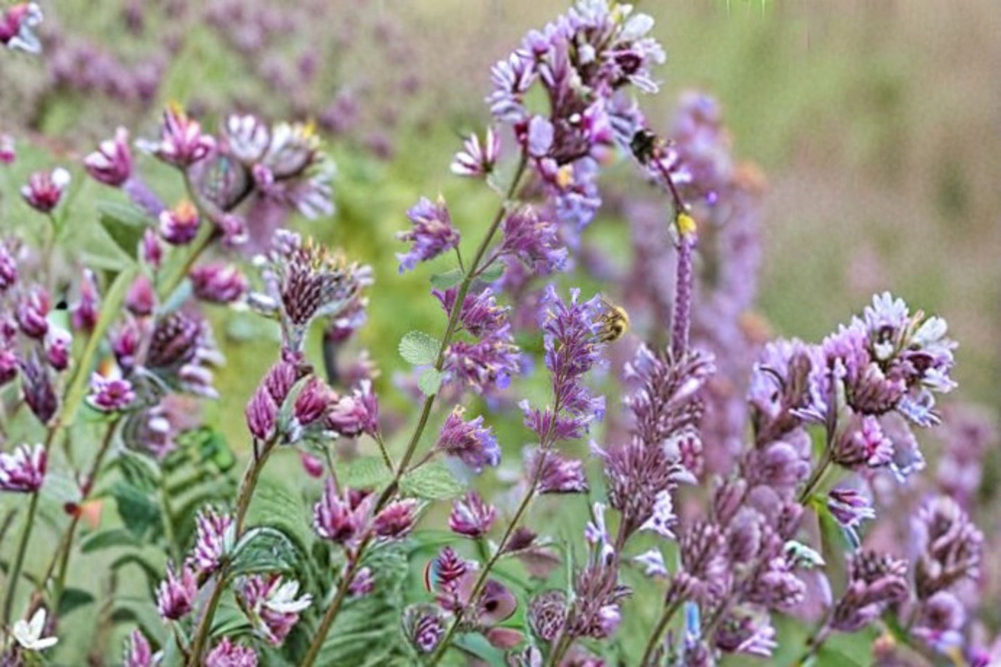 Catnip Plant – Nepeta cataria – Aromatic Foliage, Easy Care, Indoor & Outdoor Garden, Cat-Friendly Herb