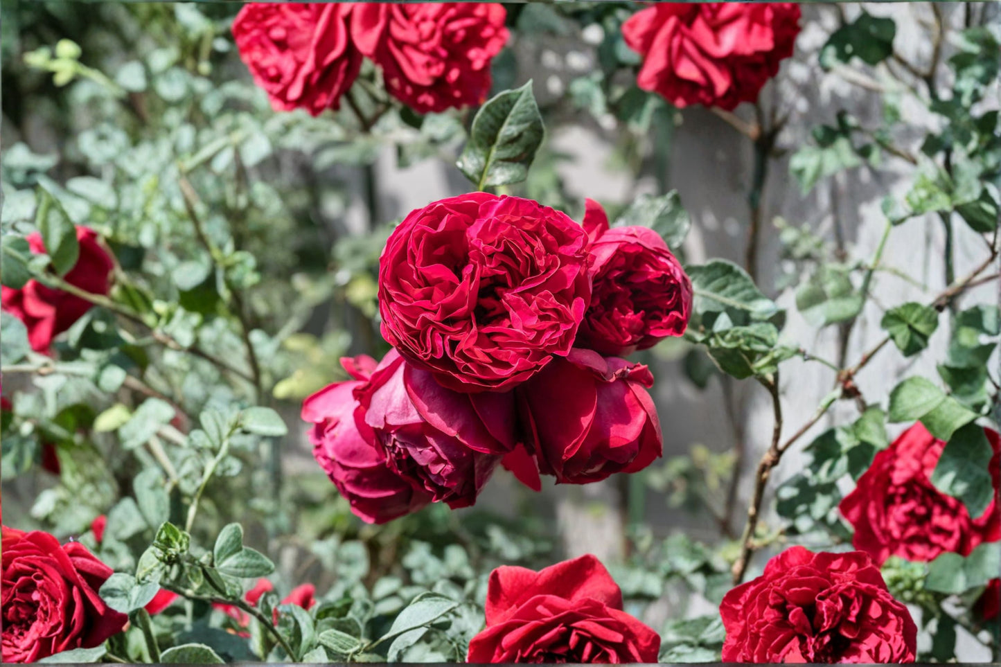 Red Eden Climbing Rose Live Plant – 1.5 Gal Crimson Red Rose for Garden, Fence, or Arbor, Rosa ‘Red Eden’