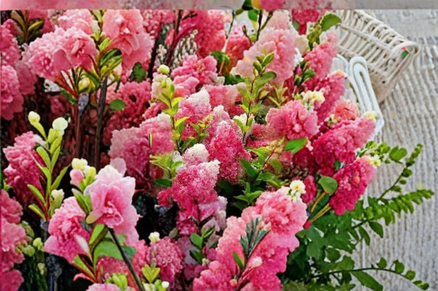 Vanilla Strawberry Hydrangea Cuttings – Hydrangea paniculata – Garden Flowering Shrub for Landscape and Containers