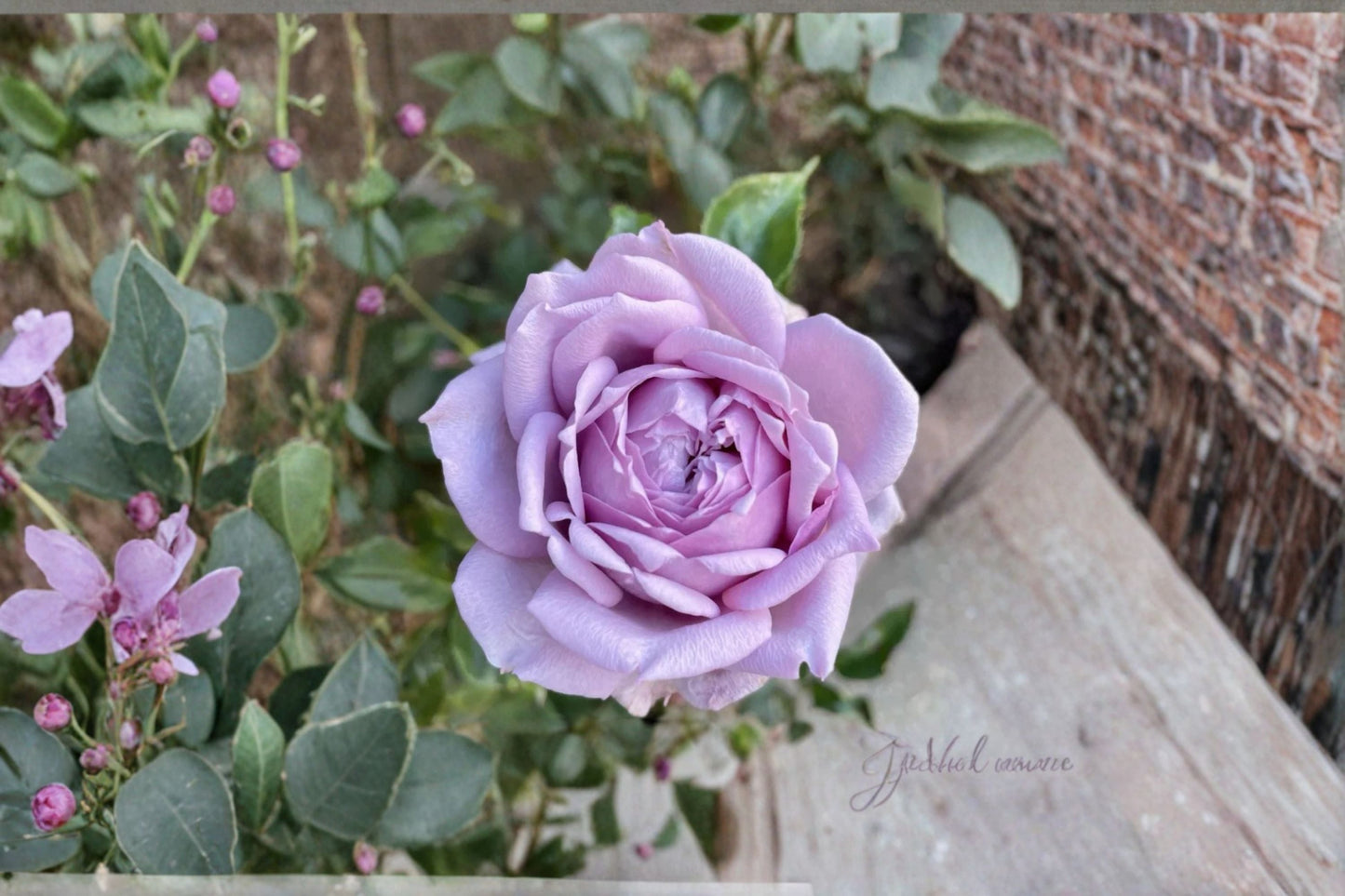 Kongmeng Rose Live Plant – Blue Chinese Repeat Blooming Rose – Hardy Garden and Indoor Flowering Plant