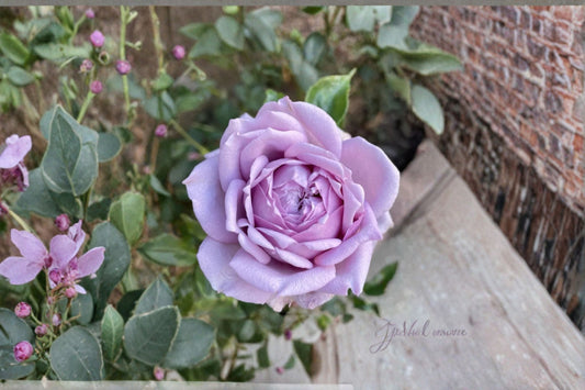 Kongmeng Rose Live Plant – Blue Chinese Repeat Blooming Rose – Hardy Garden and Indoor Flowering Plant