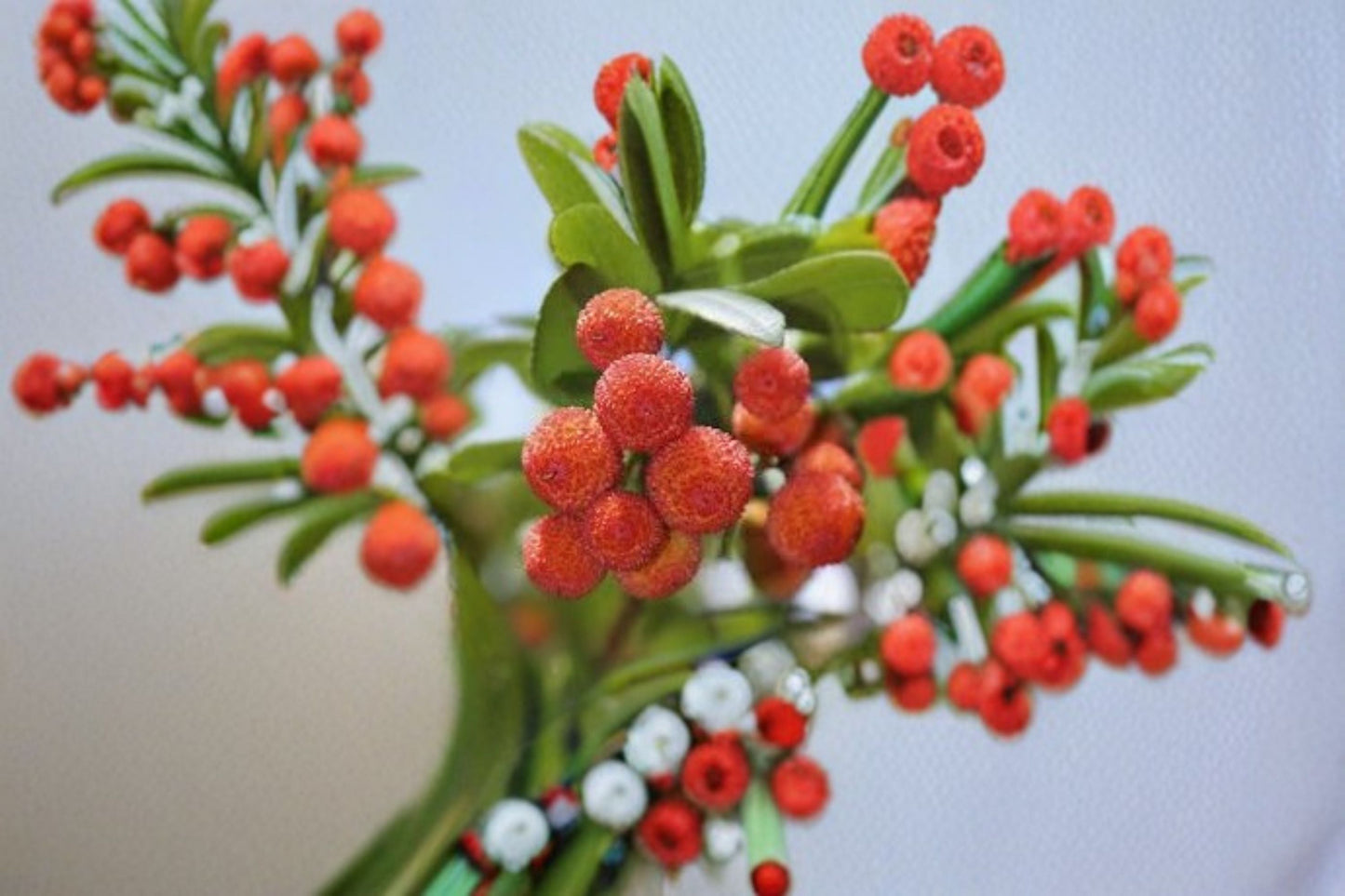 Strawberry Tree Plant – Arbutus unedo – Evergreen Shrub with White Flowers & Red Fruits for Gardens