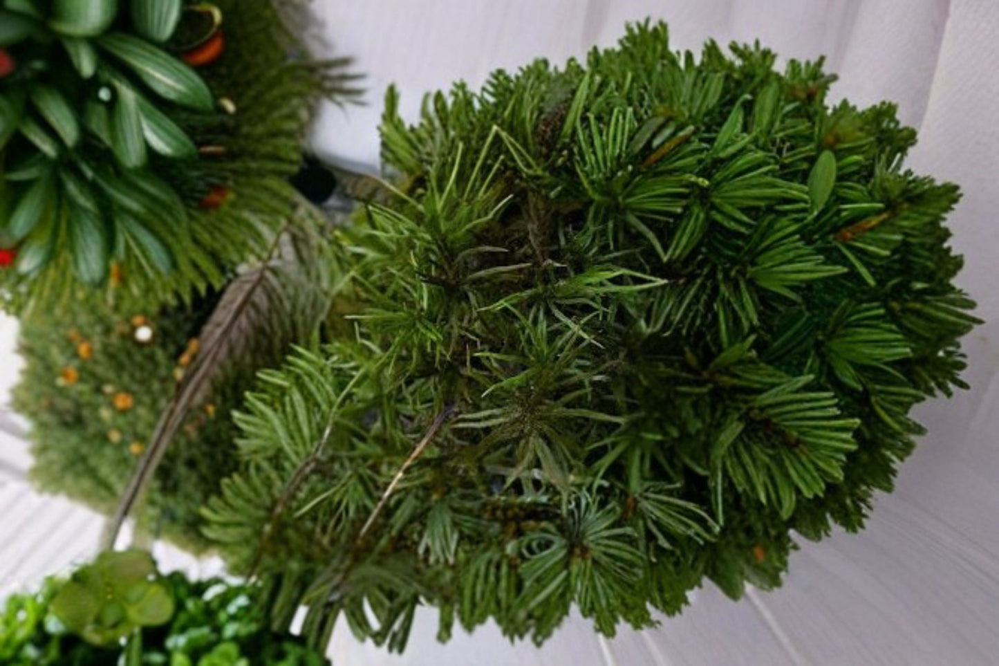 American Tree Moss Plant – Climacium americanum – Dense Green Moss for Gardens & Terrariums