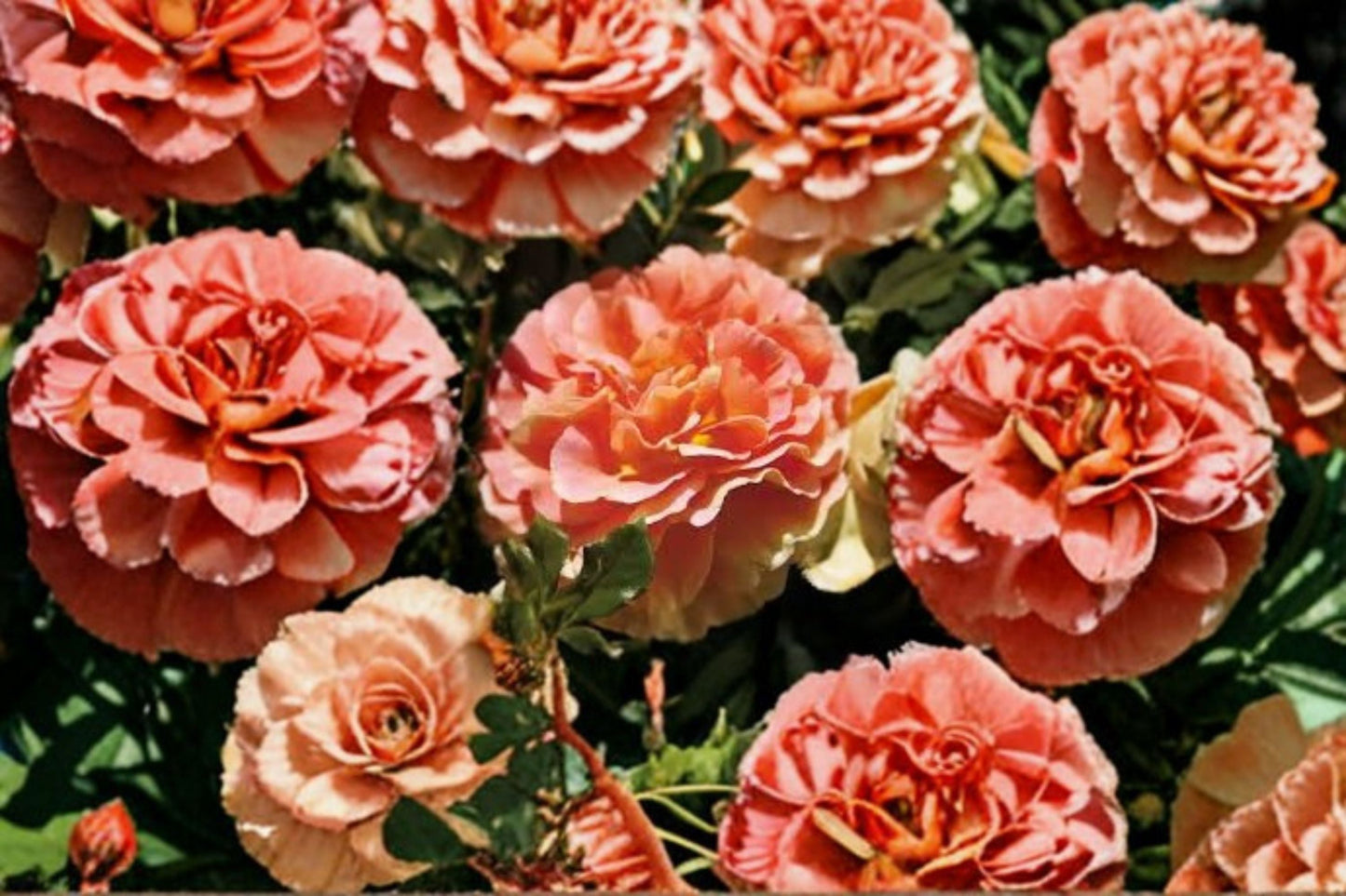 Caribbean Breeze Rose 3 Cuttings – Rosa ‘Caribbean Breeze’ – Fragrant Tropical Flowering Rose for Garden or Container Planting