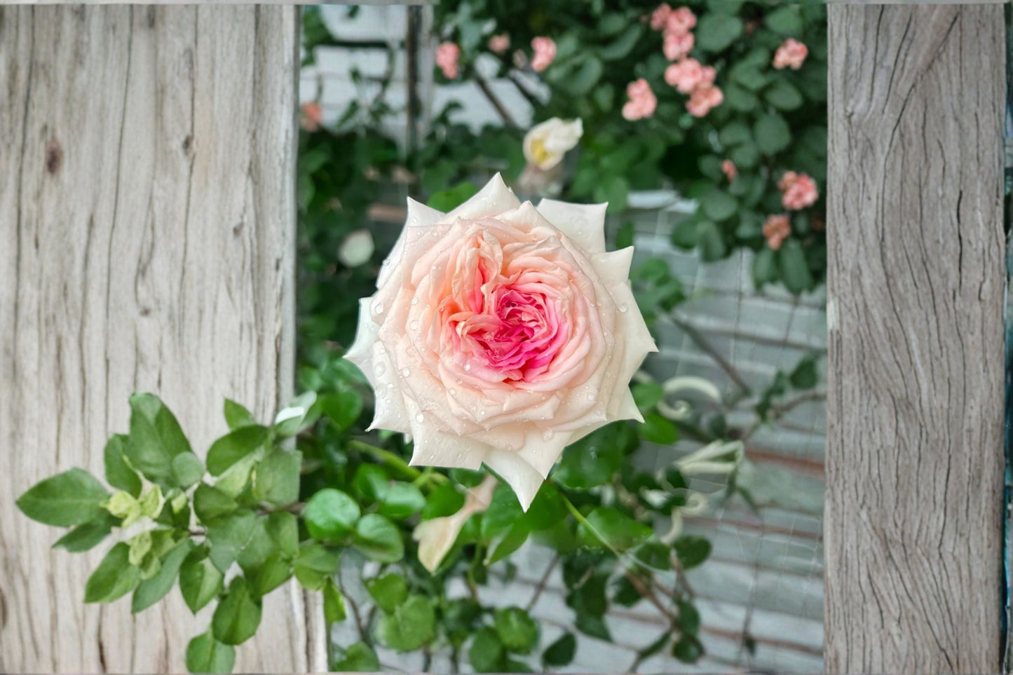 Ragazza Rose Live Plant – Pink White Fragrant Shrub Rose – Own Root Rosa ‘Ragazza’ for Garden and Landscape
