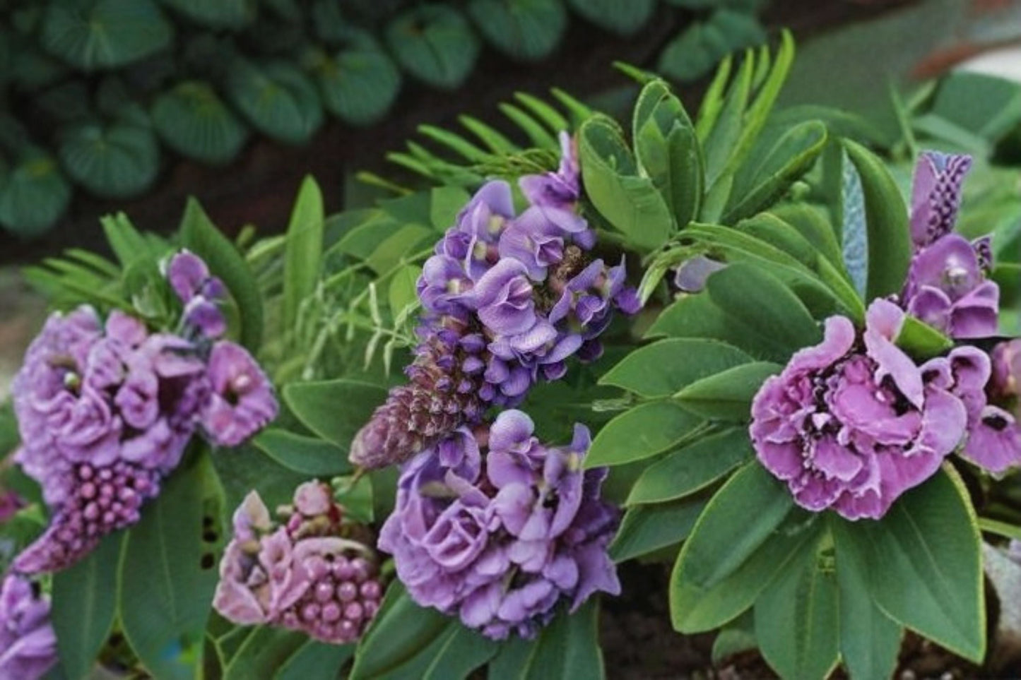 Amethyst Falls Wisteria Live Starter Plant – Native Wisteria Vine, Frutescens, Purple Blooms, Garden Trellis, Pollinator Attracting