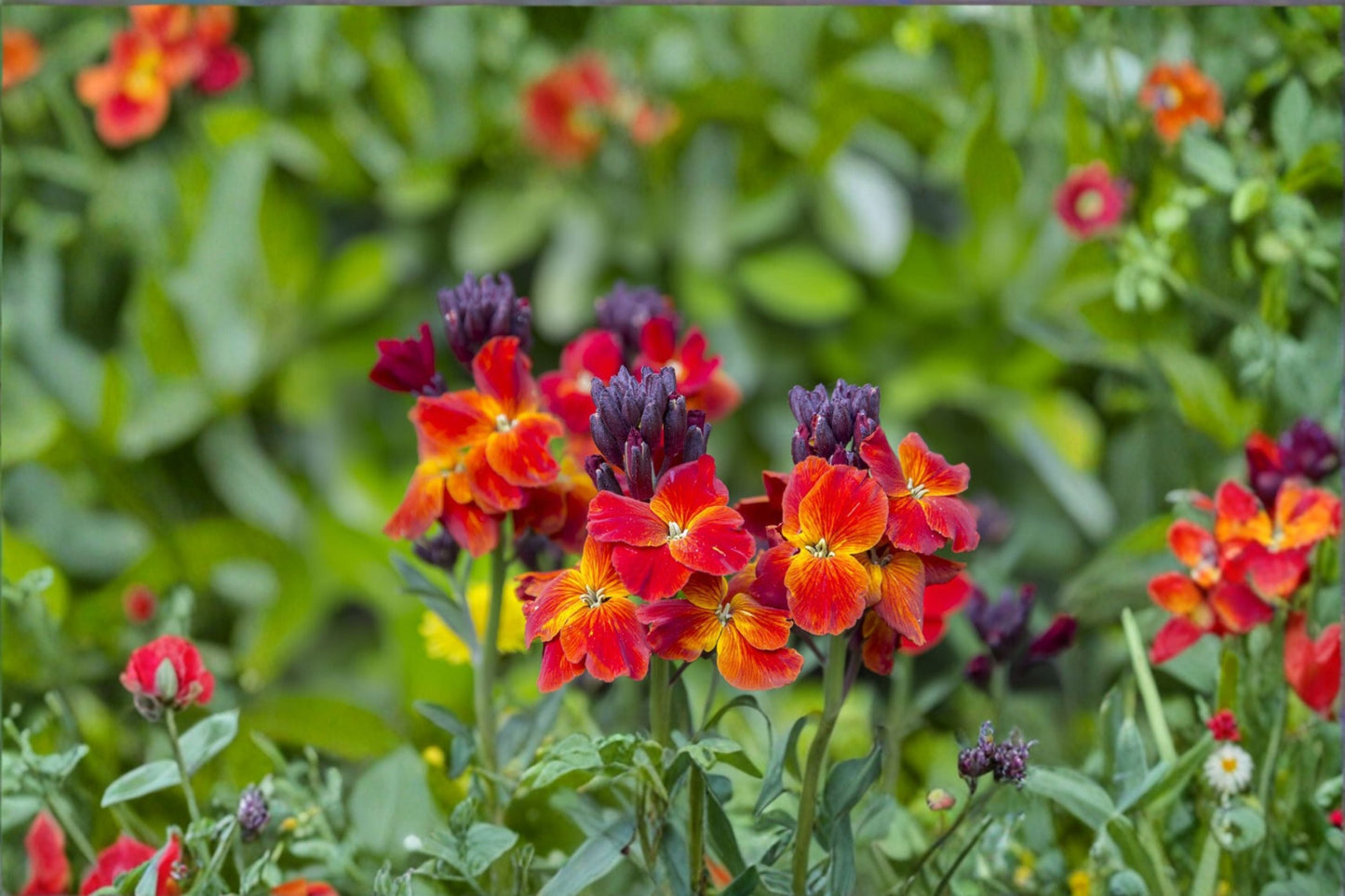 Wormseed Wallflower Plant – Erysimum cheiranthoides – Bright Yellow Blooms, Pollinator Attractant, Easy-Care Garden Flower