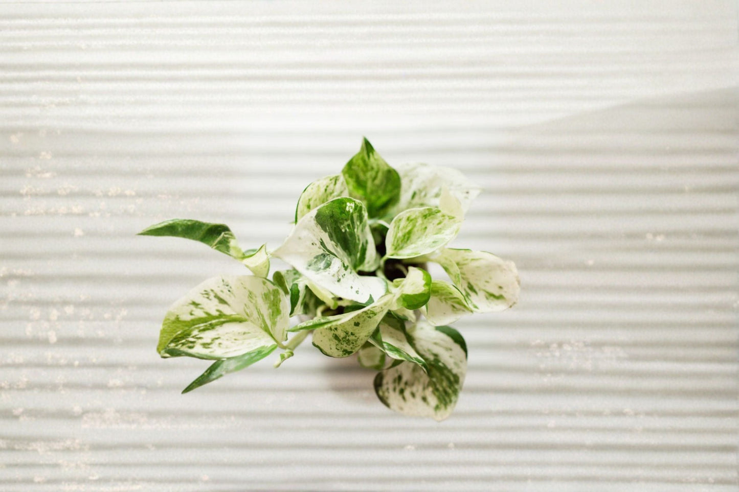 Pearls and Jade Pothos Rooted Cutting – Epipremnum aureum Variegated Indoor Plant for Home & Office Decor