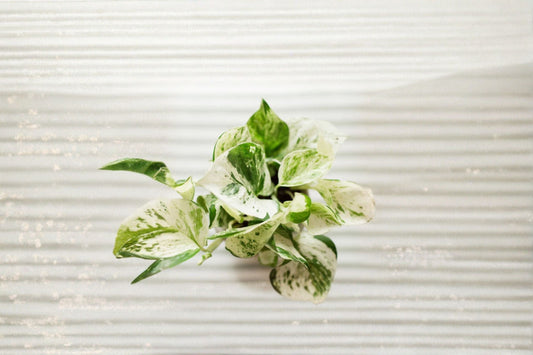 Pearls and Jade Pothos Rooted Cutting – Epipremnum aureum Variegated Indoor Plant for Home & Office Decor