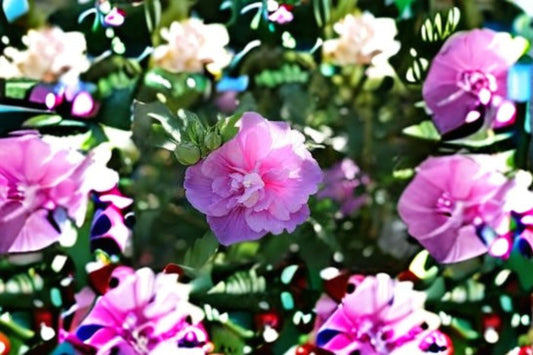 Lavender Chiffon Rose of Sharon Live Plants – Hibiscus syriacus, Hardy Shrub for Garden Borders and Landscaping