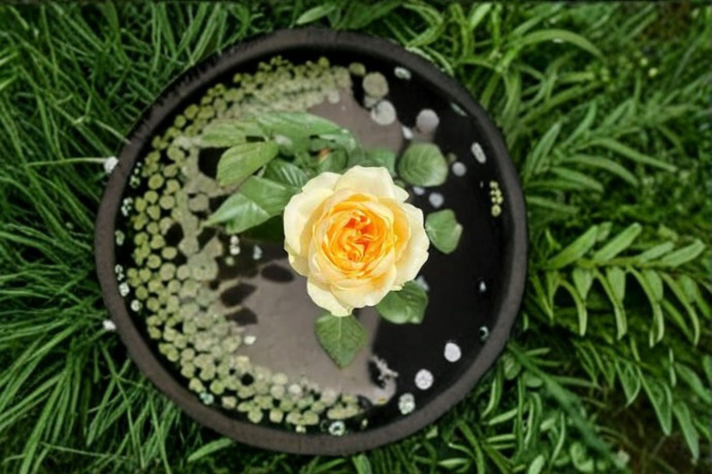 Butter Cup Rose Live Plant – Repeat Blooming Cut Rose with Vibrant Yellow Flowers – Rosa ‘Butter Cup’
