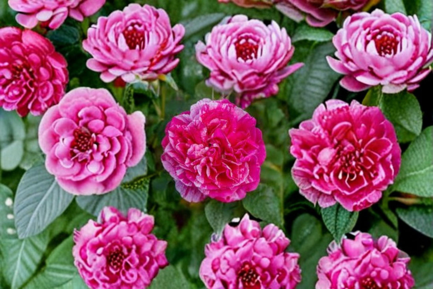 Raspberry Cream Twirl Climbing Rose Live Plant – Pink White Fragrant Bloom – Rosa ‘Raspberry Cream Twirl’