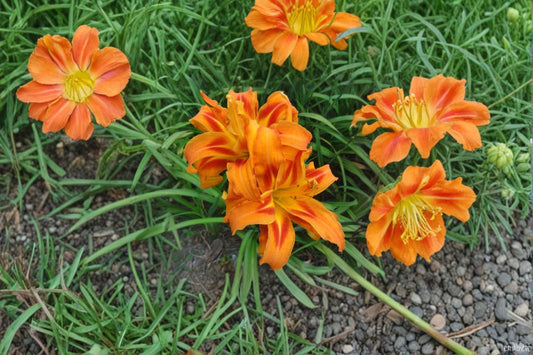 Kwanso Daylily Live Plant – Double Orange Hemerocallis – Garden Flower, Perennial, Easy Care, Bright Bloom, Landscape Plant