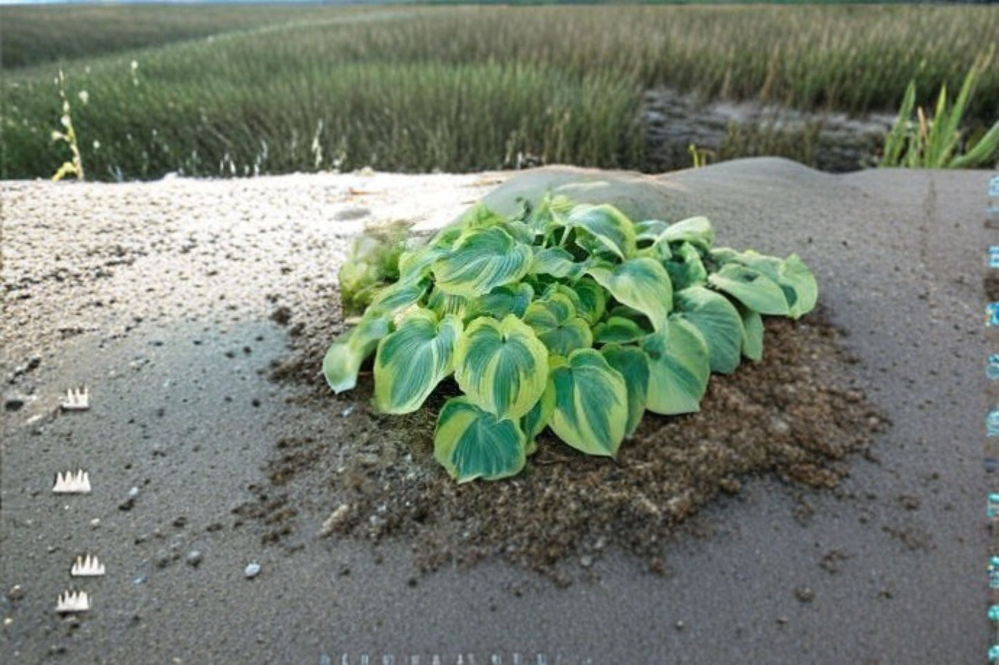 Earth Angel Hosta Plant – Variegated Perennial with Creamy White and Green Foliage – Shade Garden, Container Plant