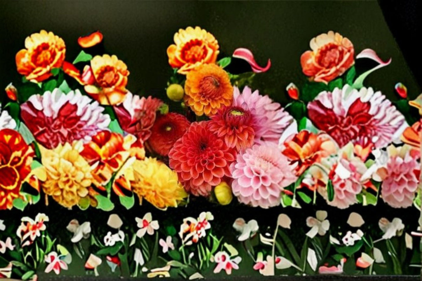 Dahlia Plant – Multi-Color Blooms – Dahlia pinnata Flowering Plant for Garden & Container Cultivation