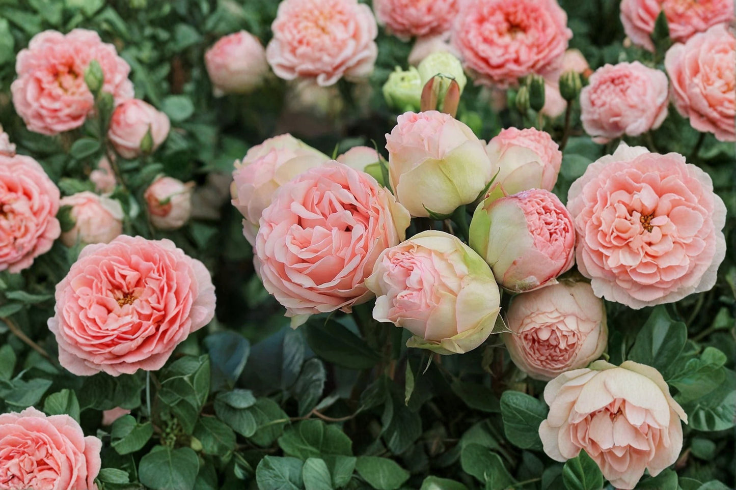Piano Rose Live Plant – Fragrant Repeat Blooming Rose – Elegant Indoor or Garden Rose – Rosa 'Charming Piano'