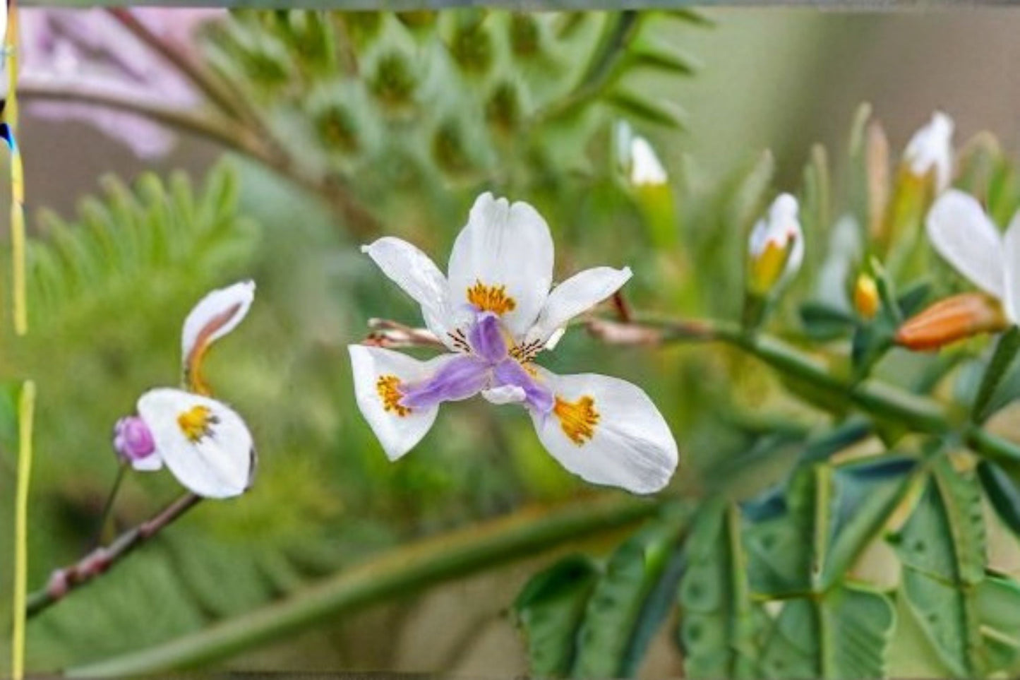 African Iris Live Plant – White Flowering Evergreen Perennial – Dietes iridioides