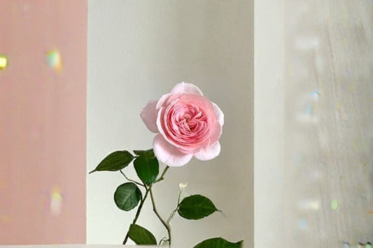 Nahéma Climbing Rose Live Plant – Fragrant Repeat Blooming Rose – Garden, Outdoor, Romantic, Lush Foliage, Rosa ‘Nahéma’