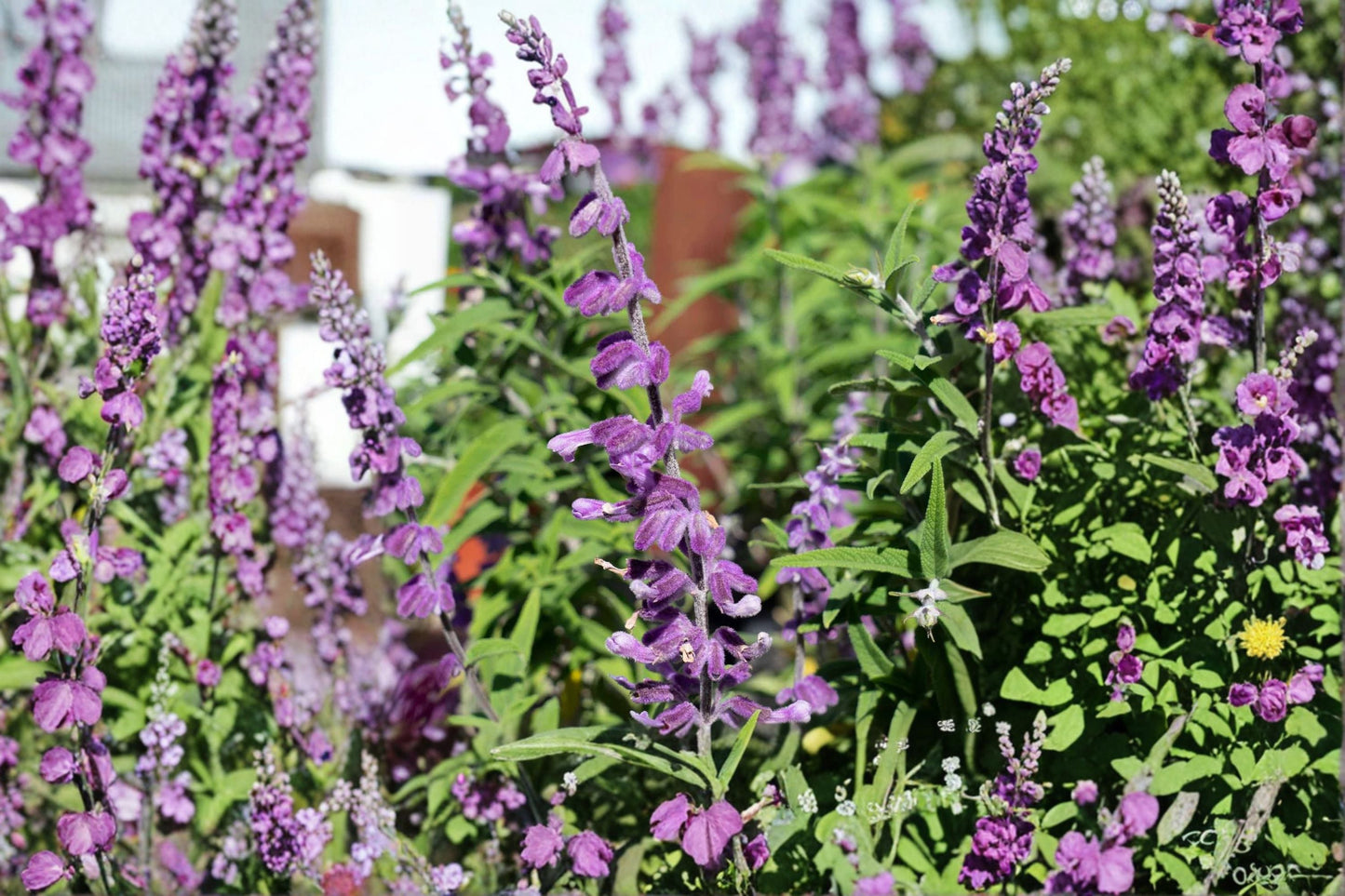 Santa Barbara Mexican Sage Live Starter Plant – Salvia leucantha 'Santa Barbara' – Ornamental Purple Flowering Shrub