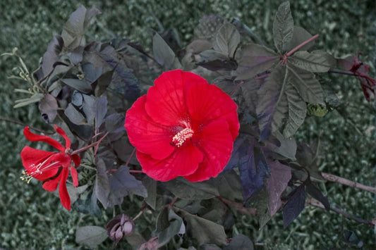 Midnight Marvel Hardy Hibiscus Live Plant – 2.5 Inch Pot – Dark Purple Blooms – Hibiscus ‘Midnight Marvel’ Perennial