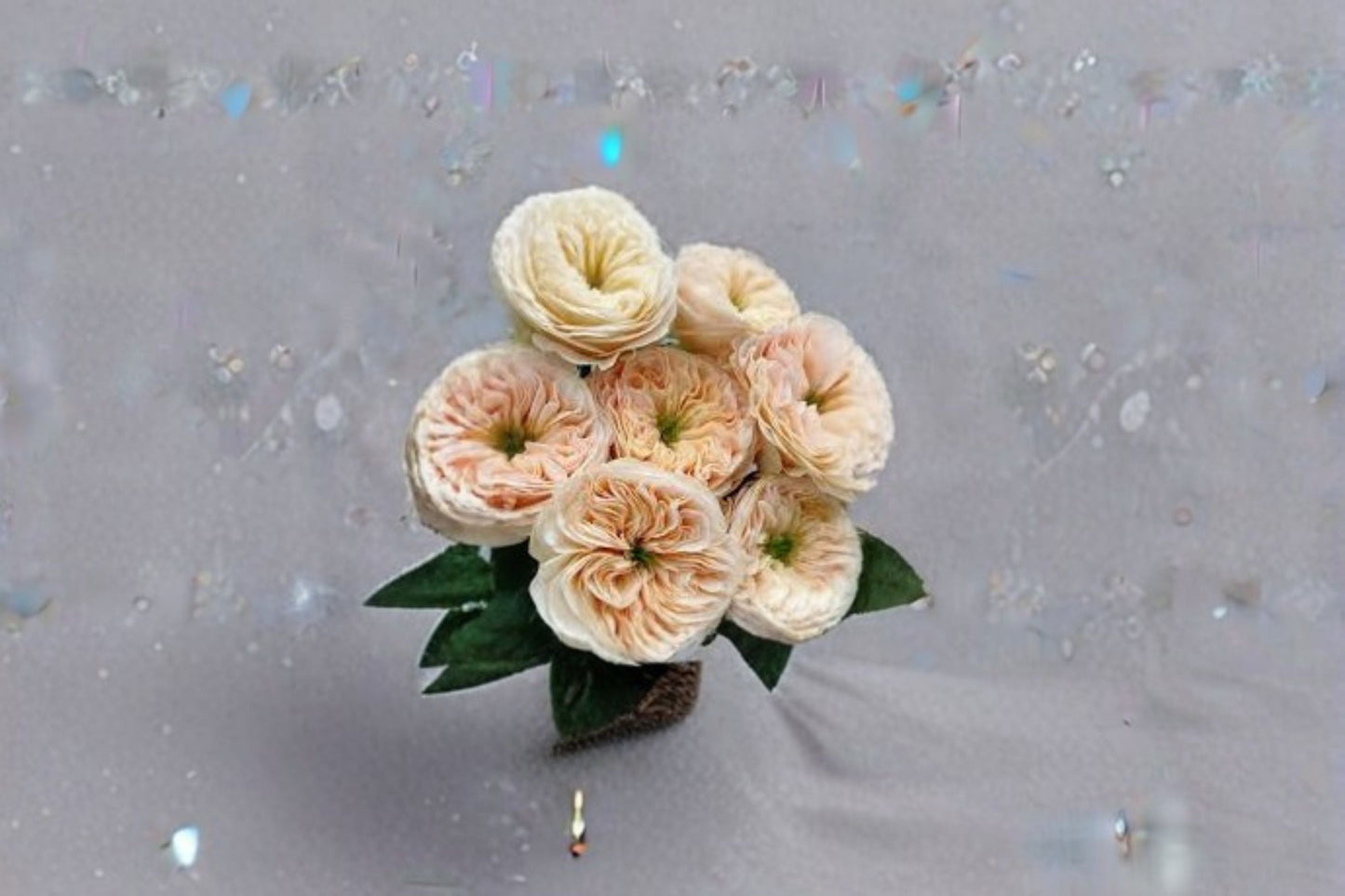 Stanley Abbey Rose Live Plant – Pink Apricot Garden Rose – Hardy Outdoor Flowering Shrub Rosa 'Stanley Abbey'