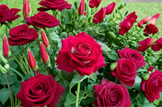 Monica Bellucci Rose Live Plant – Fragrant Own Root Cut Rose – Garden or Indoor Flowering Plant – Rosa ‘Monica Bellucci’