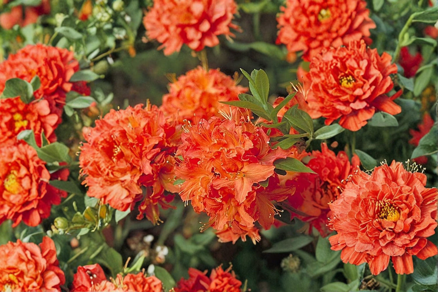 Mandarin Lights Deciduous Azalea Live Starter Plant in 7L Pot – Azalea x 'Mandarin Lights' for Garden & Container Planting