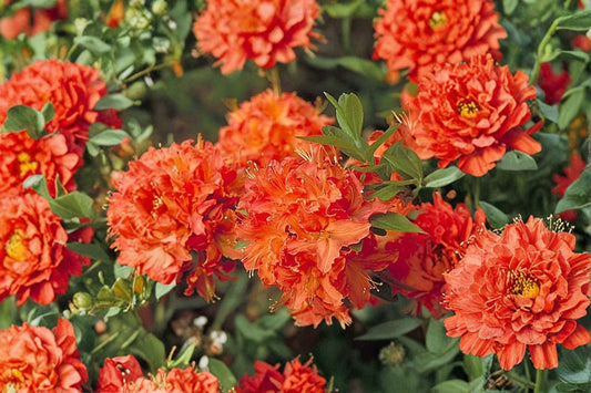 Mandarin Lights Deciduous Azalea Live Starter Plant in 7L Pot – Azalea x 'Mandarin Lights' for Garden & Container Planting