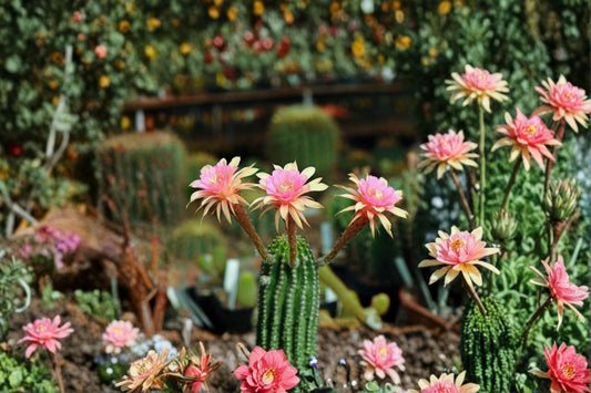 Hildewintera LiLo Fee Cactus Plant – Hybrid Succulent with Colorful Spines, Easy Care, Compact Growth, Unique Collection Addition