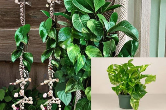 Golden Pothos Cuttings – Epipremnum aureum – Houseplant for Indoor Decor, Air Purifying, Easy Care, 4 Healthy Clippings