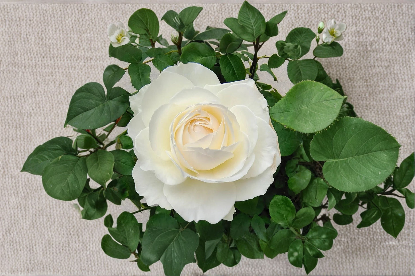 Princess Miyuki Rose Live Plant – Own Root Cut Rose – Vibrant Blooms & Healthy Foliage – Garden or Indoor Flowering Plant