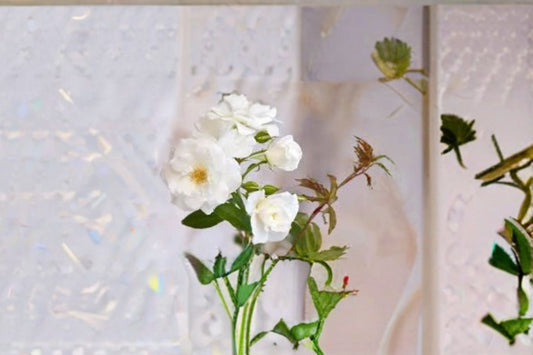 Iceberg Rose Live Plant 1.5 Gal Floribunda White Rose Shrub Garden Flower