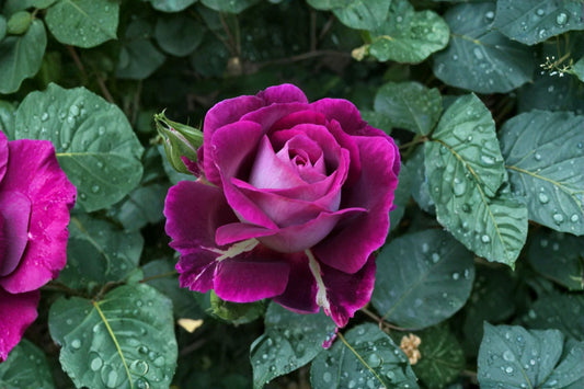 Huddersfield Choral Society Rose Live Plant – Purple Fragrant Rose – Hardy Garden Rose – Rosa ‘Huddersfield’