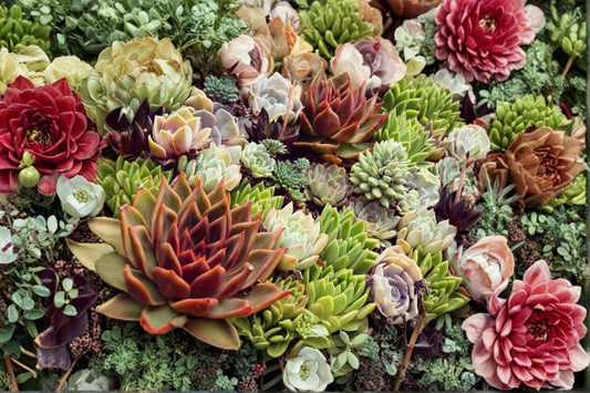 Hens and Chicks Succulent Plant – Colorockz Sempervivum spp. – Vibrant Rosette Foliage for Gardens & Containers