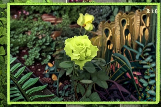 Green Mystery Rose Plant – Rosa sp. – Unique Foliage and Elegant Blooms for Garden or Landscape