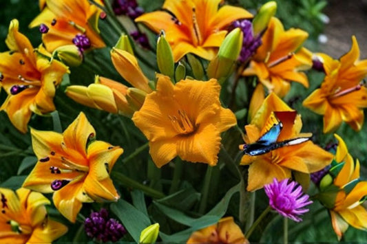 Little Gold Nugget Daylily Live Plant – Bare Root Perennial with Bright Golden Flowers Hemerocallis fulva