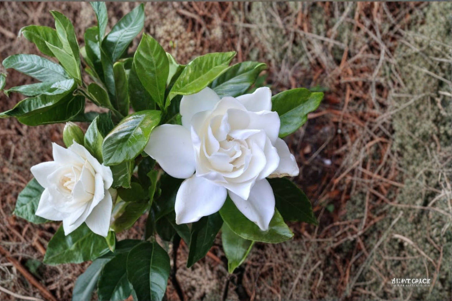 Summer Snow Gardenia® Live Starter Plant 4L – Gardenia jasminoides Fragrant White Blooms, Easy Care Garden Shrub
