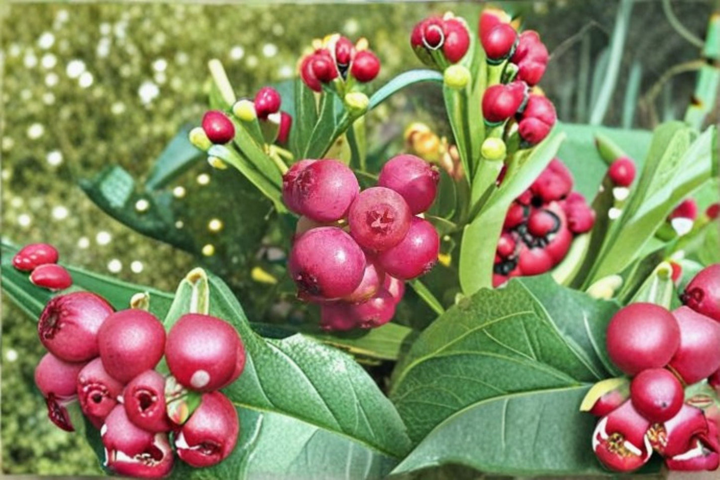 Pink Lemonade Blueberry Plants – Vaccinium 'Pink Lemonade' – Edible Berries with Colorful Foliage – Garden or Container Cultivation