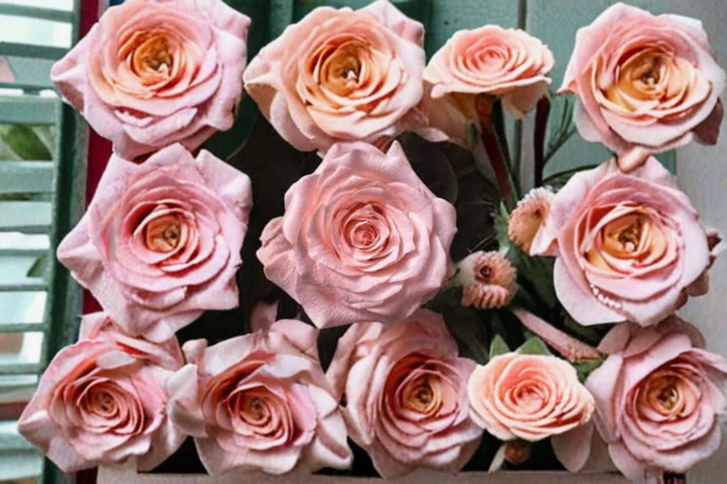 Diana Rose Live Plant – Elegant Fragrant Rose Variety – Rosa ‘Diana’ for Garden or Indoor Decor
