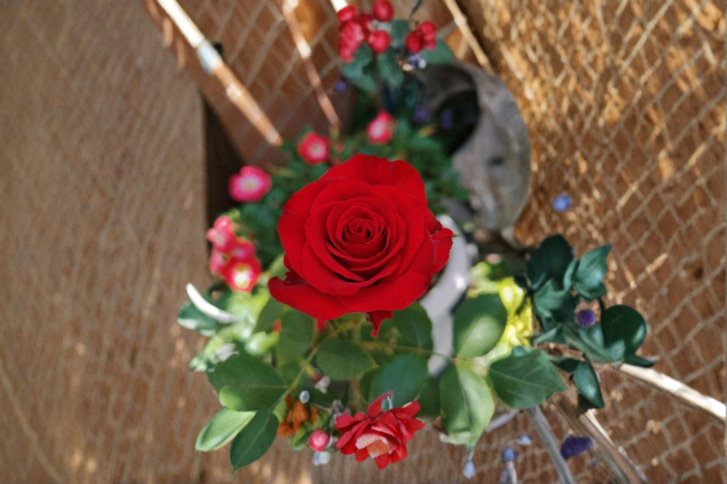 Red Bride Rose Live Plant – Velvet Red Cut Flower, Own Root Rose, Garden or Floral Arrangement, Rosa hybrid