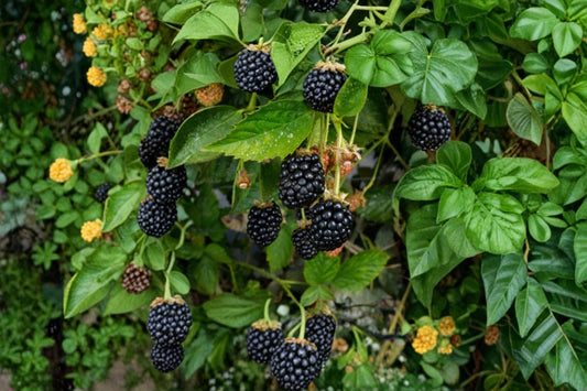 Kiowa Blackberry Plants – Rubus ‘Kiowa’ – Fruit-bearing, Hardy, Disease-Resistant, Sweet Berries for Home Gardens and Small Farms